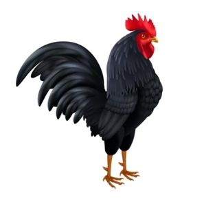 Meet your Posher, Joe